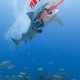 Illustration for article titled Caption Contest: Camera-Thieving Shark Says...